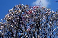 130305Êõ²ü»û¥¦¥á1