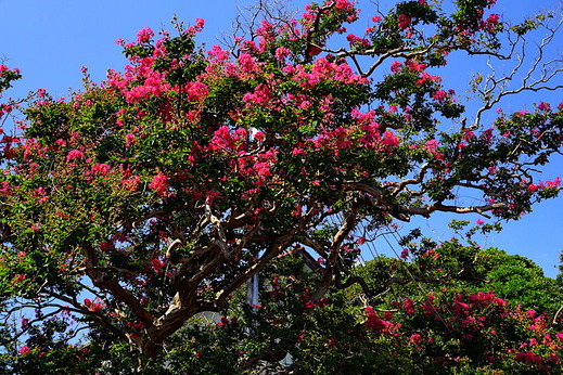 200816�ܶ������륹�٥�1