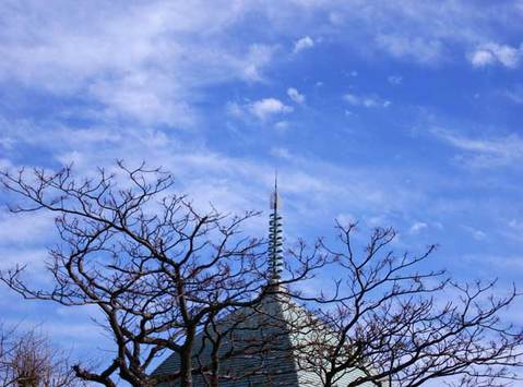 100123本覚寺センダンと青空