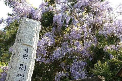 100502別願寺フジ