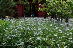 130505妙本寺シャガ