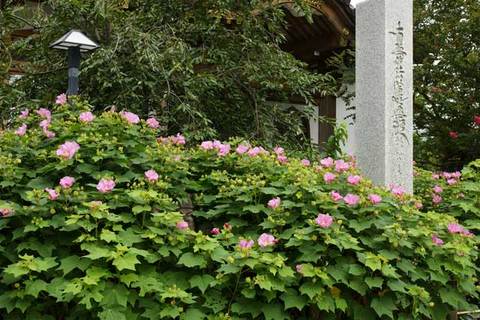 090801̯δ���ե襦��