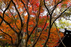 201208̯ËÜ»û¹ÈÍÕ-1