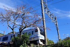 151116���ܲ�����������ë1