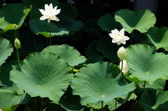 120726��ʿ�ӥϥ���