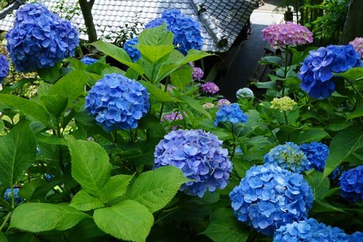 130605長谷寺アジサイ1