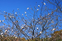 141123ζ����������