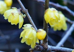 120131�����������Х�