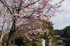 110316ȬȨ�ܥ�����