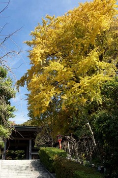 101201荏柄天神黄葉4