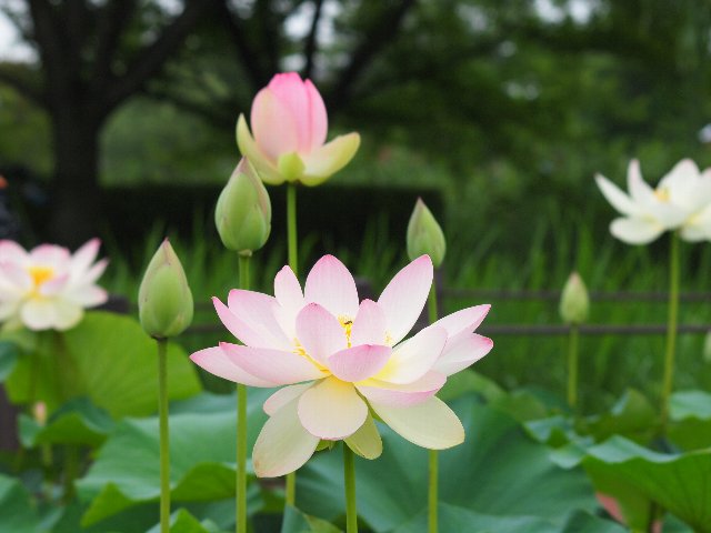 行田の古代蓮 : niioの写真館