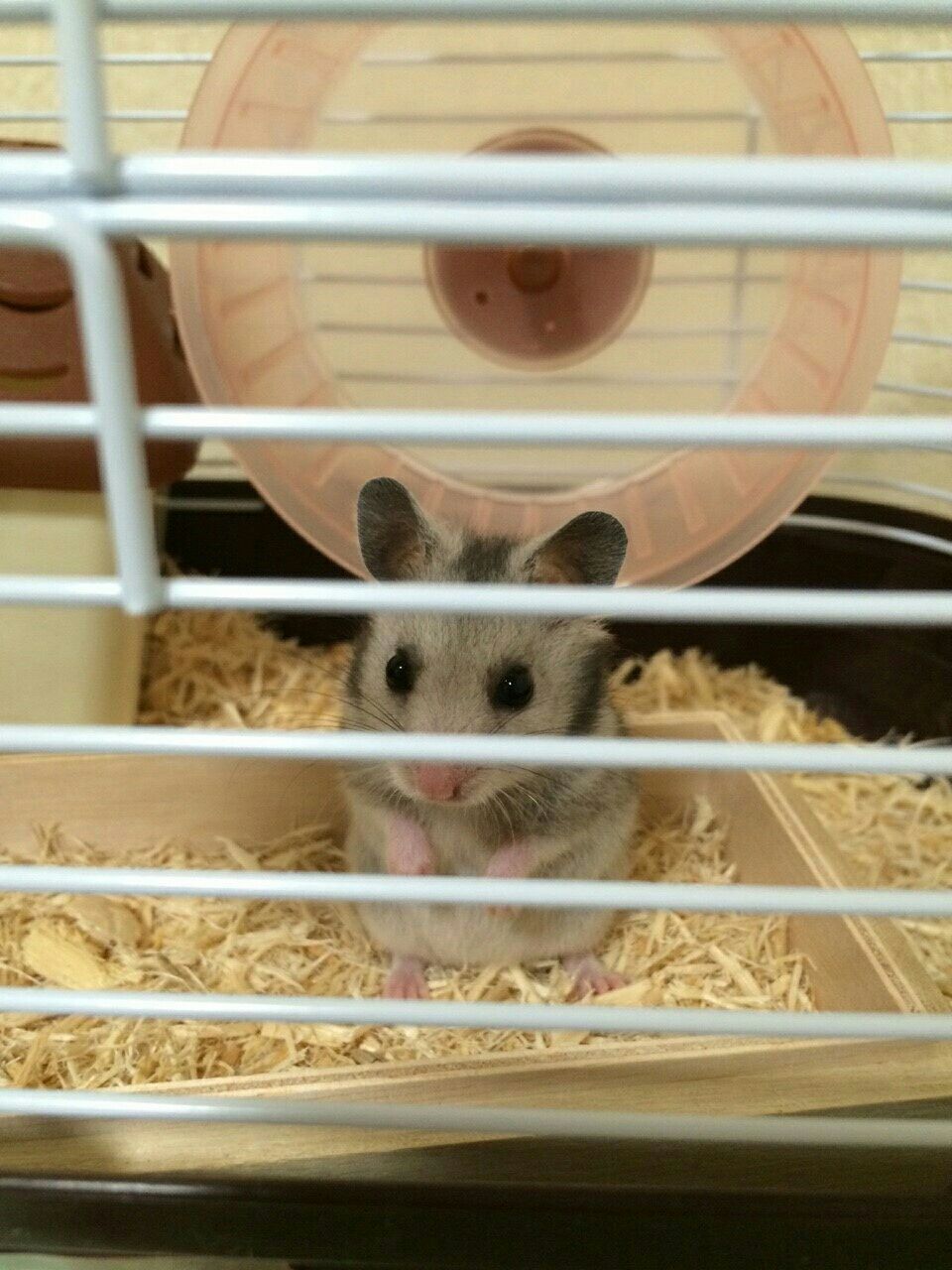１匹目 ゴールデンハムスターのジェリーちゃん トムとジェリーの育成日記