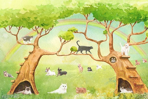 虹の橋絵本 Rainbow Bridge 虹の橋の犬猫鳥たち ブログ