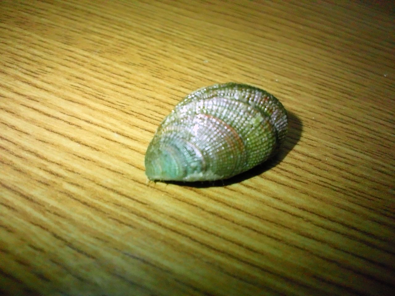 クジャクガイ 食賊王の日誌