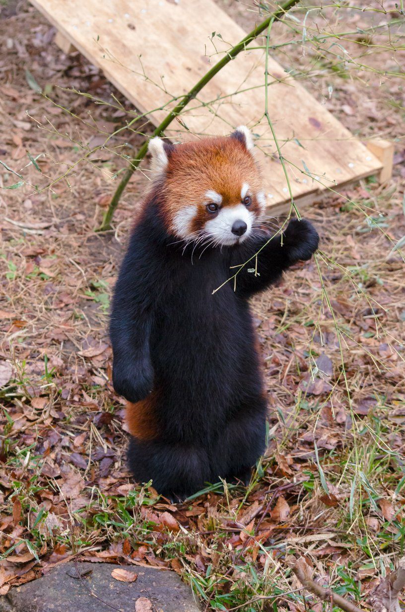 にじさんじ ラトナ プティ こんぷて ってレッサーパンダの画像貼る奴嫌い みじかめっ にじホロまとめ にじさんじ ラトナ プティ こんぷて ってレッサーパンダの画像貼る奴嫌い みじかめっ にじホロまとめ