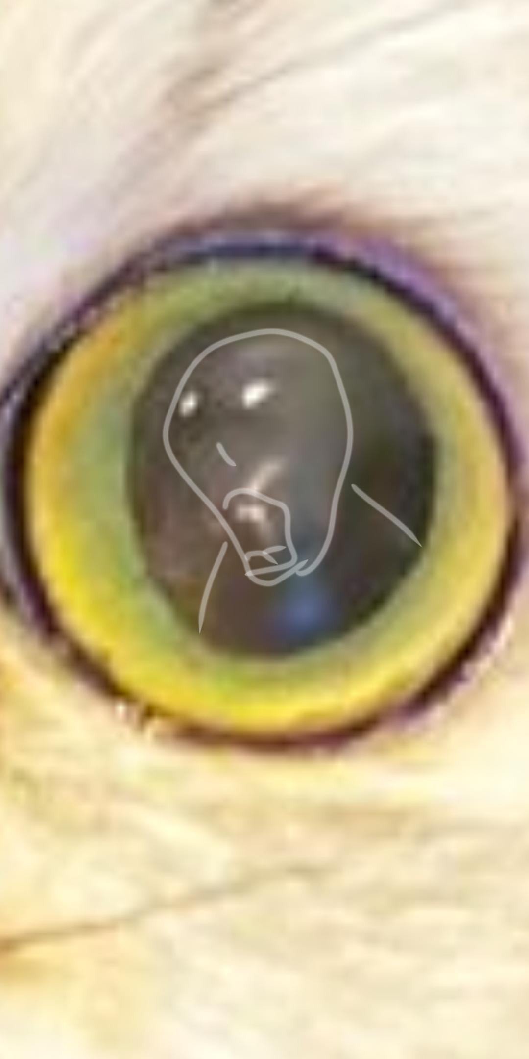 悲報 本間ひまわり 瞳の反射で顔バレしてしまう みじかめっ にじホロまとめ