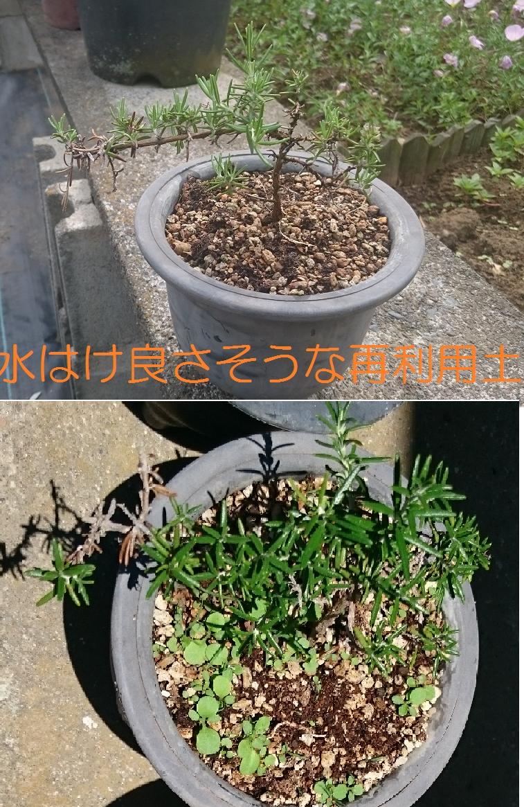 ローズマリーの株分け 植え替え後日談 Nijimuraworksのblog ローズマリーの株分け 植え替え後日談 Nijimuraworksのblog