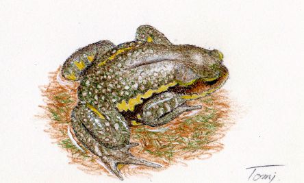 ナガレヒキガエル カエル歳時記