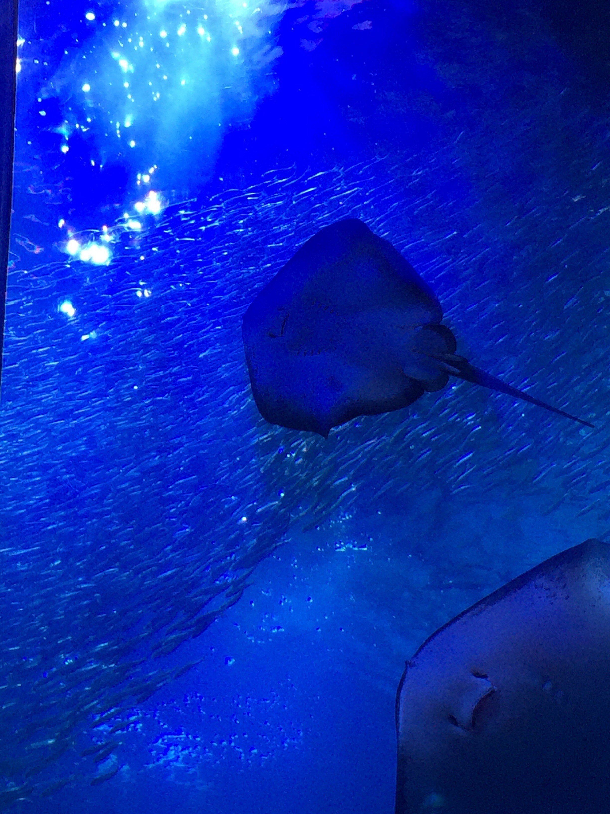 エイの顔 ふわりぽかぽかのび