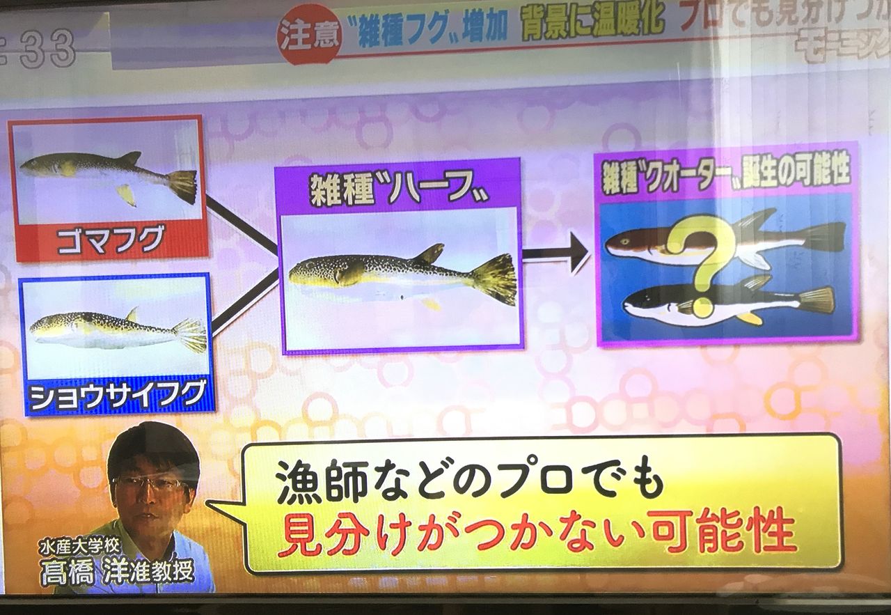 トラフグ 毒 部位 トラフグ 毒 部位