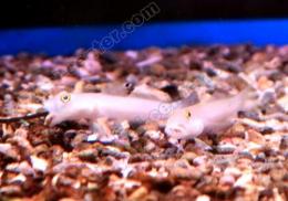 06141841_60c7245e91740