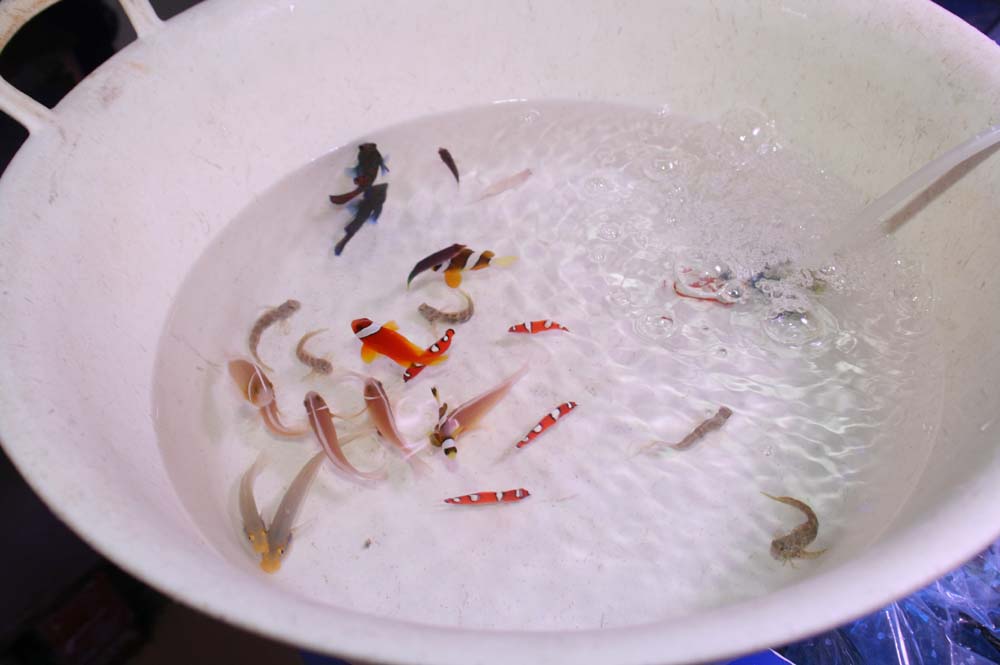 フィリピンから入荷 来てるね 来てるね この魚も あの魚も くまぱぱのブログ フィリピンから入荷 来てるね 来てるね この魚も あの魚も くまぱぱのブログ