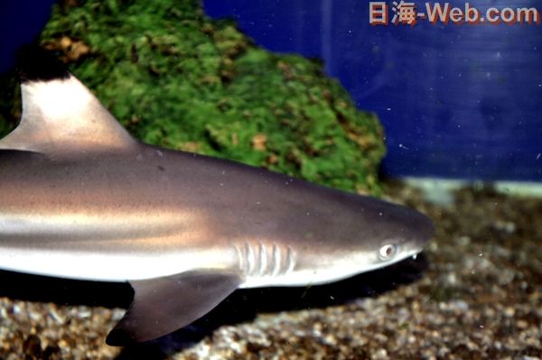 ブラックチップシャークのお食事 くまぱぱのブログ ブラックチップシャークのお食事 くまぱぱのブログ