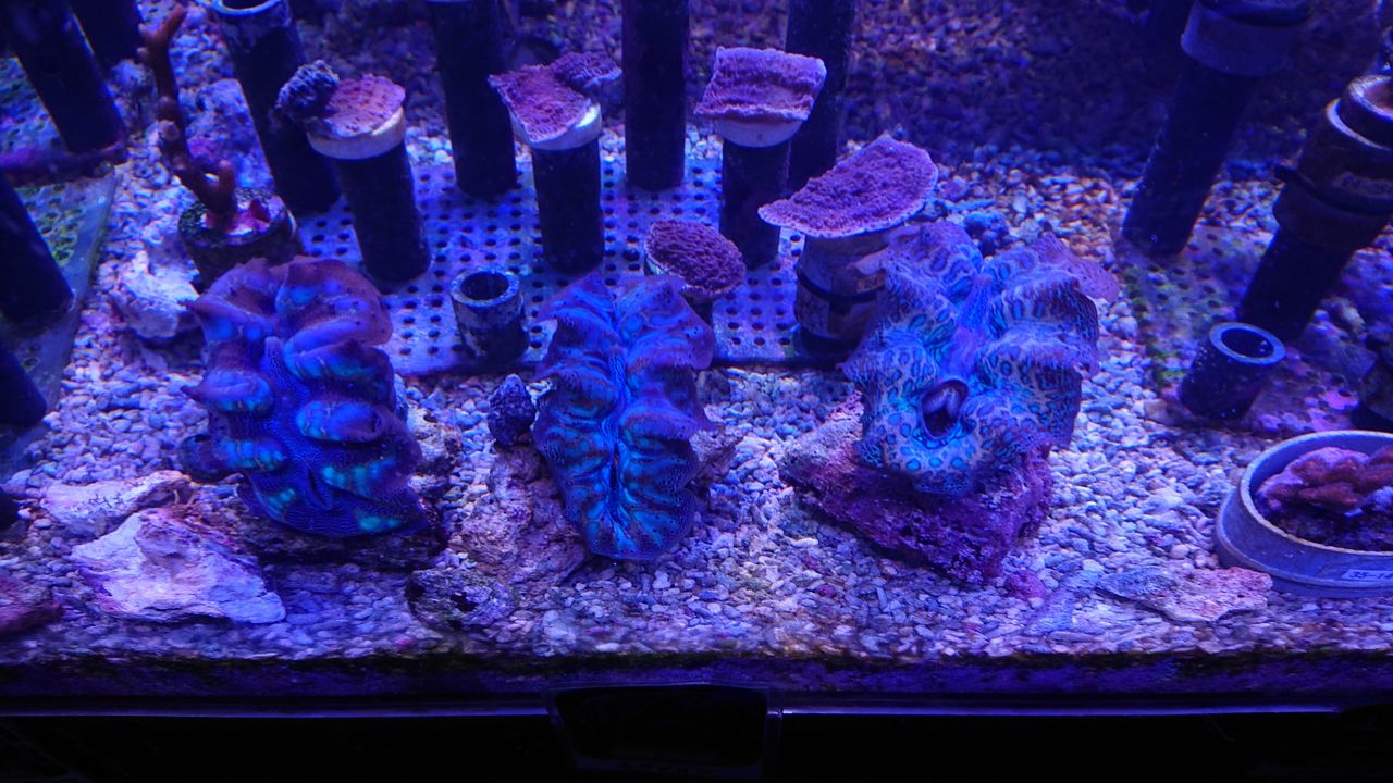 綺麗 個性的 神秘的 日海の生き物達 お魚 無脊椎のご紹介 海水魚のパイオニア 日海センター 日海フィッシュコム