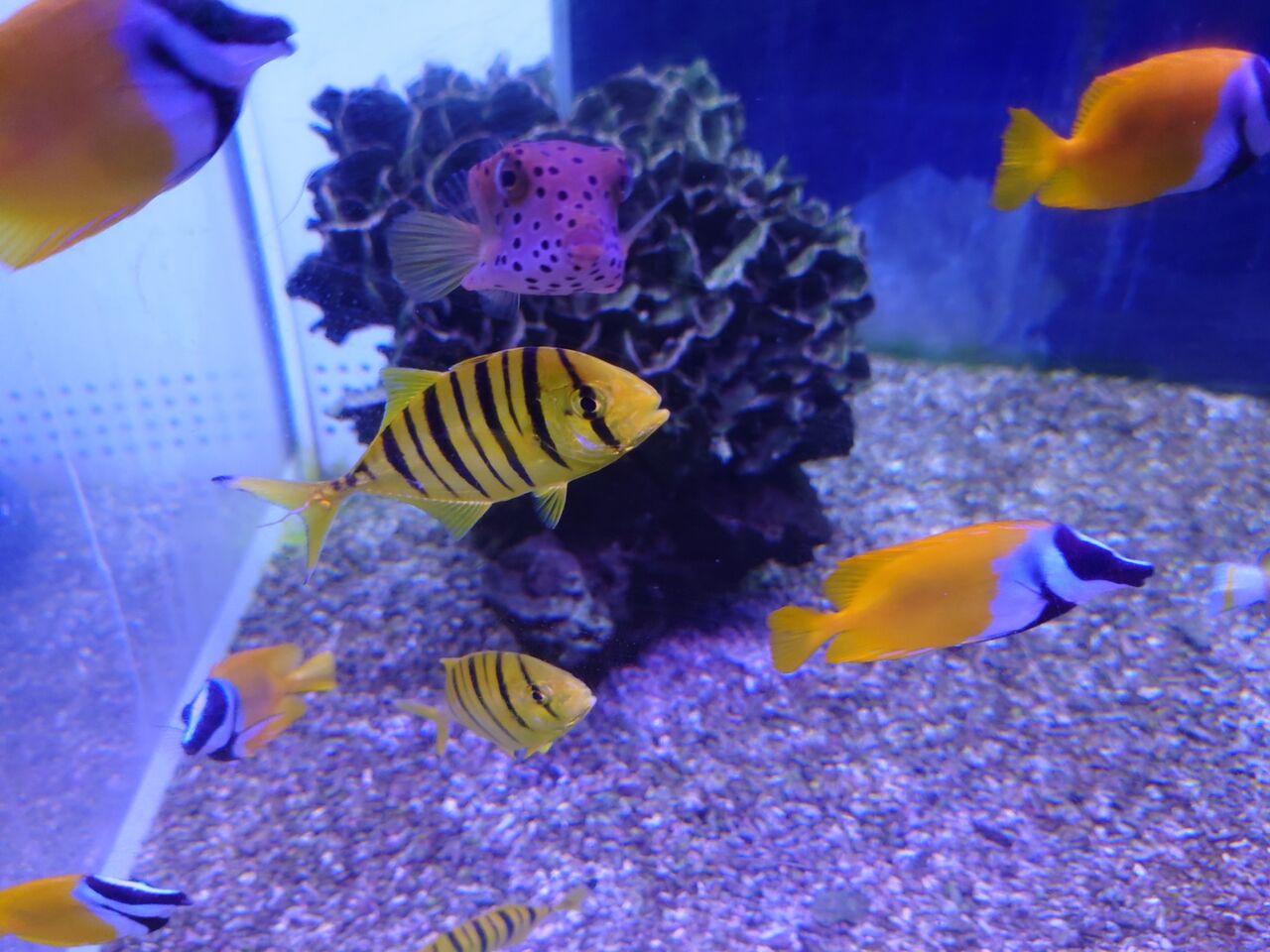 海水魚 くまぱぱのブログ