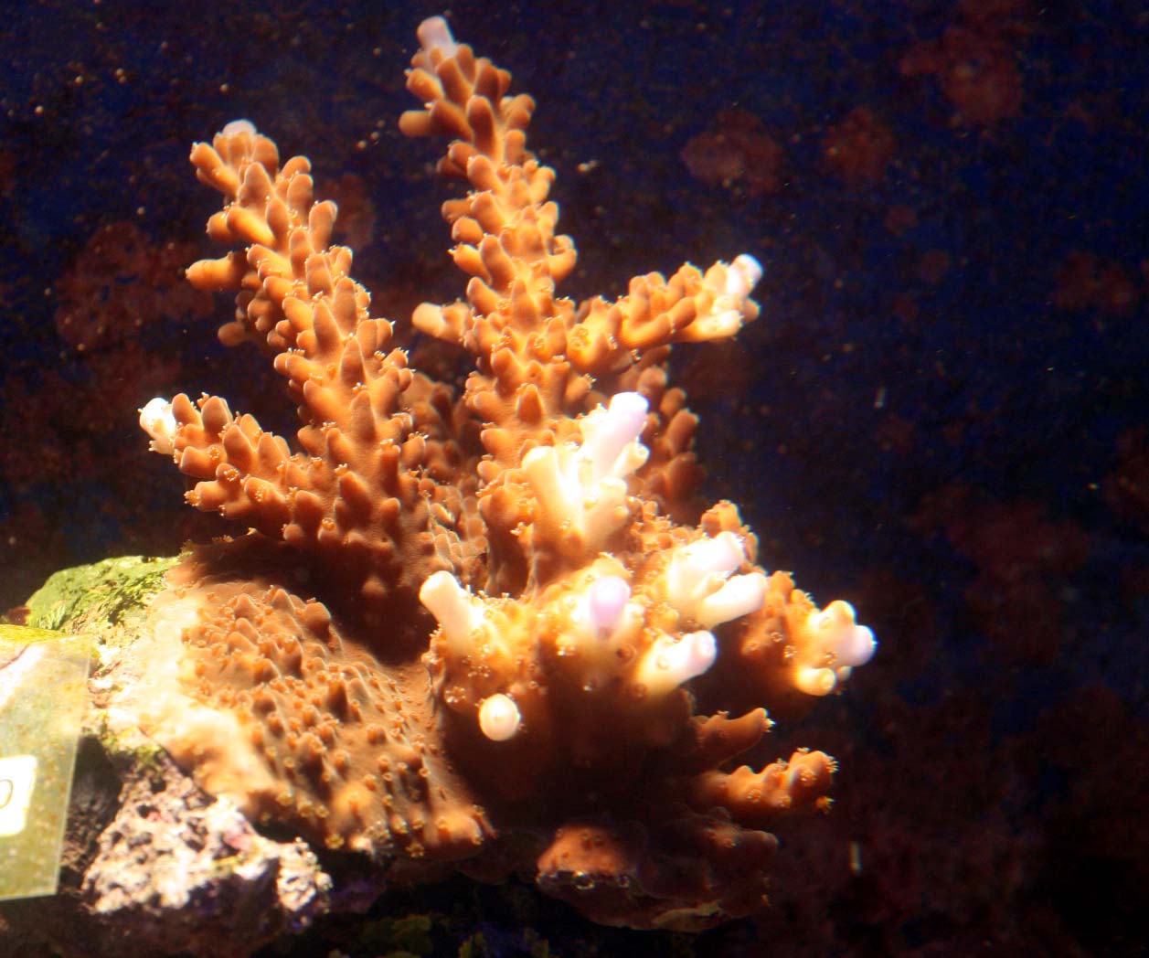 サンゴの飼育について くまぱぱのブログ