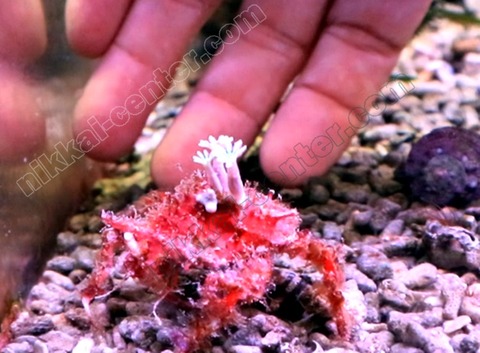 capture-20210916-174516