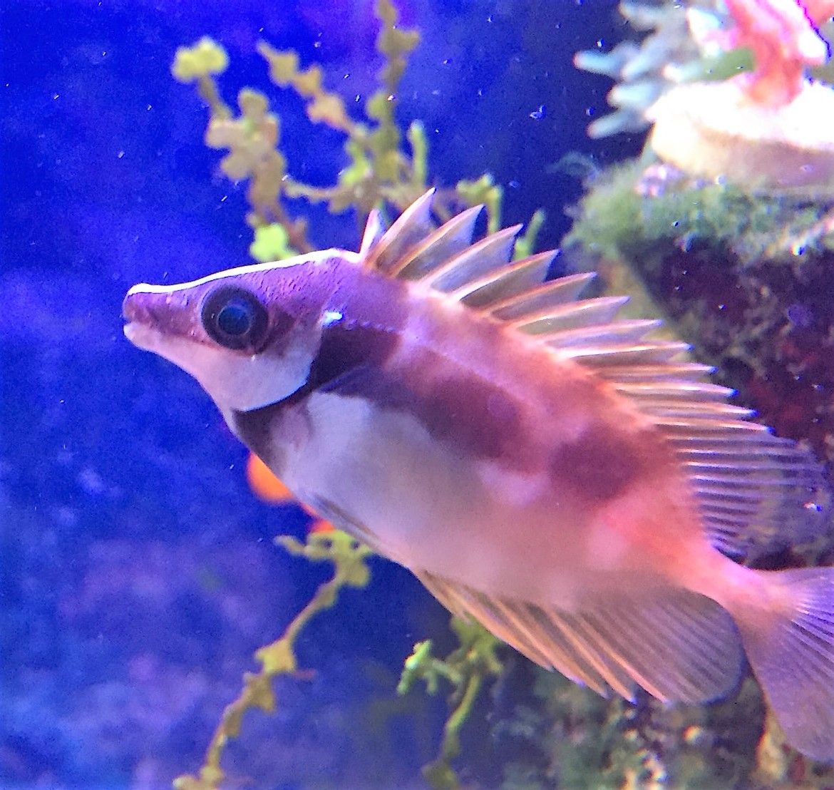 海藻好きな黄色いアイツ 大活躍 海水魚のご紹介 海水魚のパイオニア 日海センター 日海フィッシュコム 海藻好きな黄色いアイツ 大活躍 海水魚のご紹介 海水魚のパイオニア 日海センター 日海フィッシュコム
