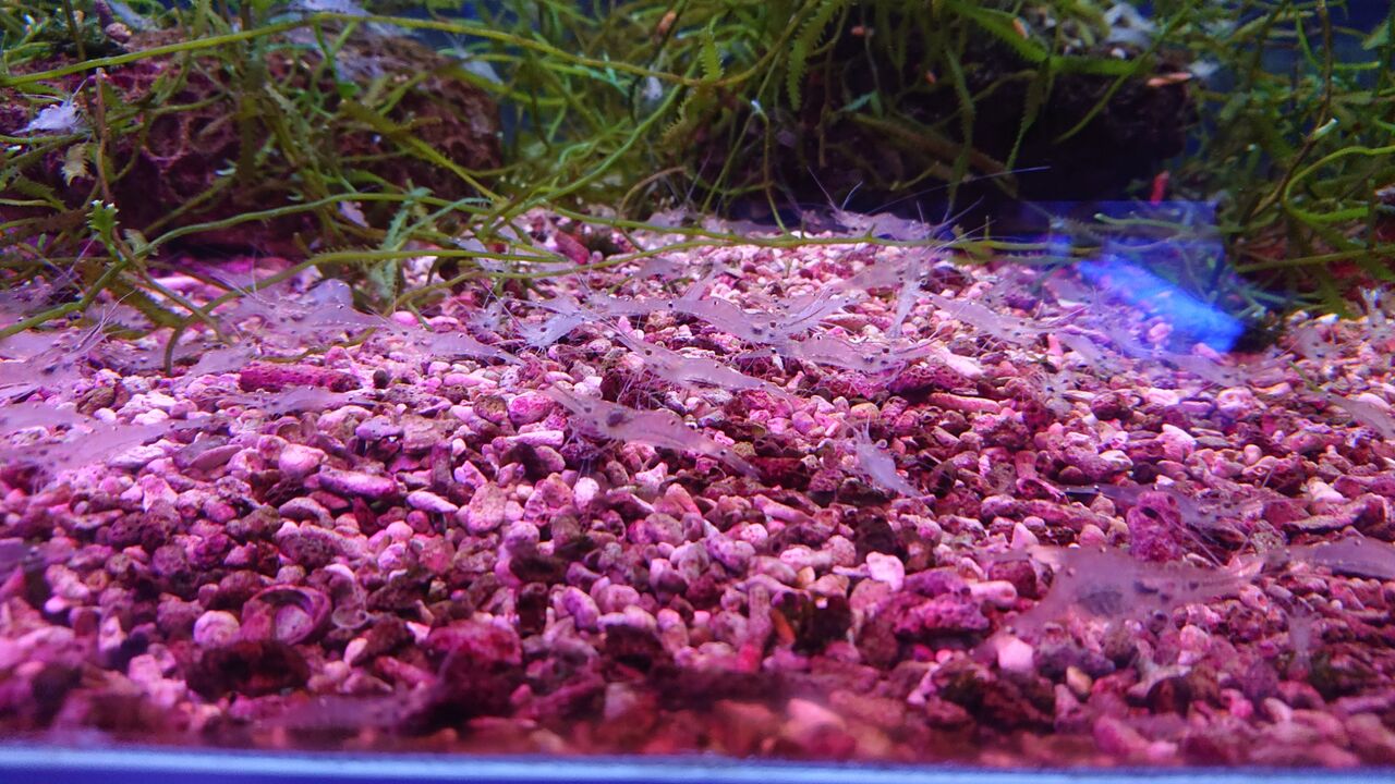 小型水槽にピッタリの生き物達だよ くまぱぱのブログ 小型水槽にピッタリの生き物達だよ くまぱぱのブログ