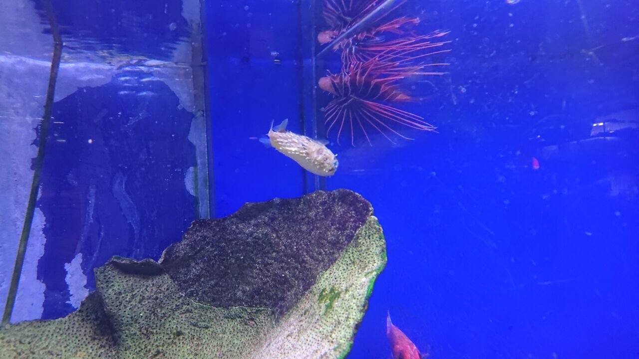 お魚 無脊椎の紹介 くまぱぱのブログ お魚 無脊椎の紹介 くまぱぱのブログ
