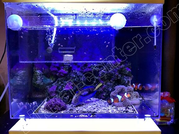 小さな水槽で カクレクマノミの産卵 くまぱぱのブログ