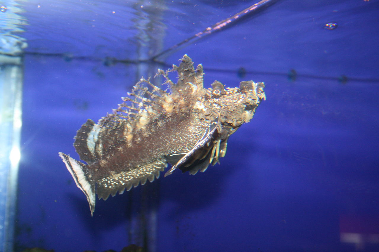 魚にどれくらい餌を与えるの くまぱぱのブログ 魚にどれくらい餌を与えるの くまぱぱのブログ