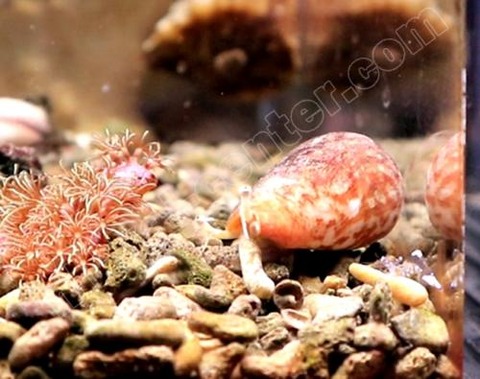 09020926_5f4ee6aa4ce59
