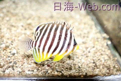 シマヤッコ