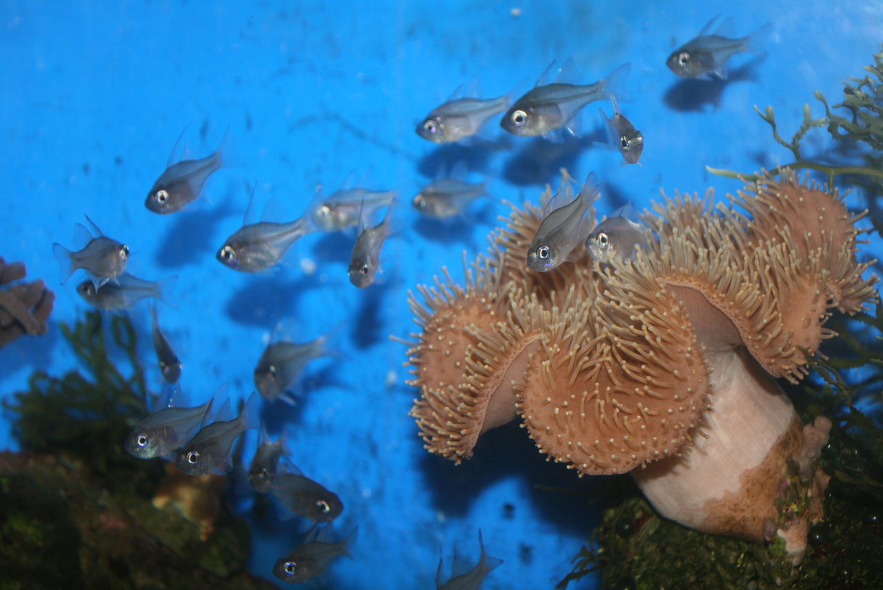 魚って どうやって 寝ているのだろうか くまぱぱのブログ