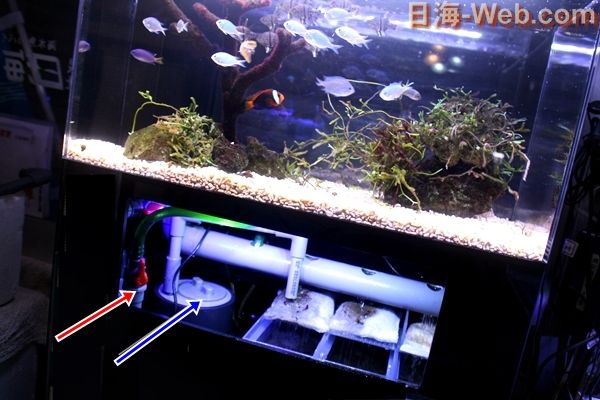 【日海センター】アクリル水槽 かんたん槽NK 世界のとれたて海水魚(通信販売)の日海-web.com<日海センター