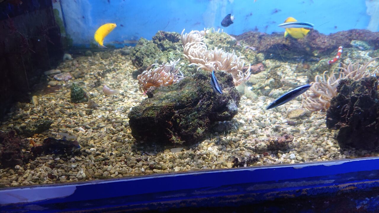 魅力的なベラ達のご紹介ですよ パート3 お魚 無脊椎のご紹介 海水魚のパイオニア 日海センター 日海フィッシュコム 魅力的なベラ達のご紹介ですよ パート3 お魚 無脊椎のご紹介 海水魚のパイオニア 日海センター 日海フィッシュコム