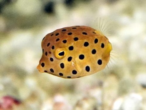 12291744_67710bd601d52