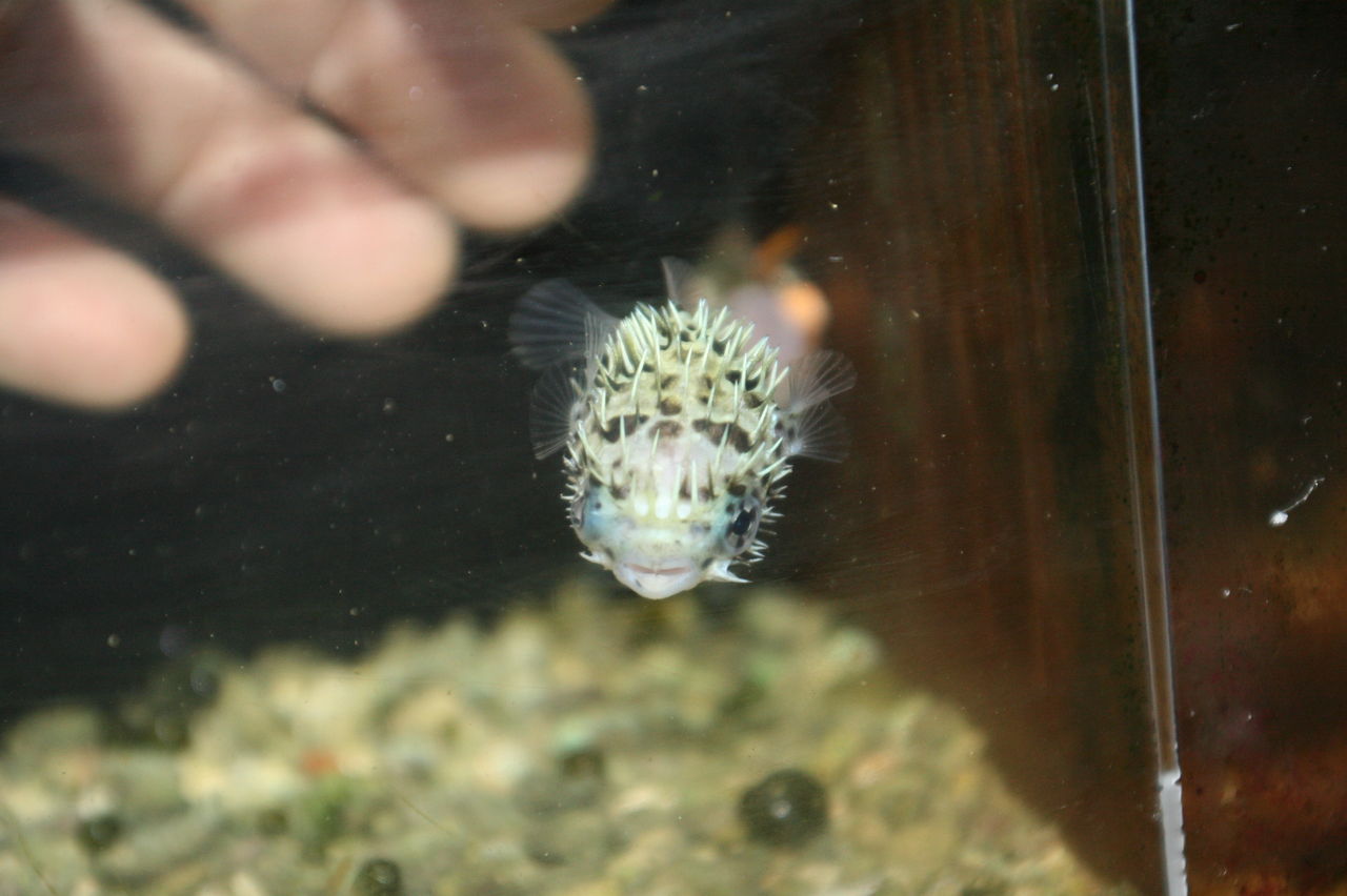 また 来ちゃったよ かわいいハリセンボン くまぱぱのブログ