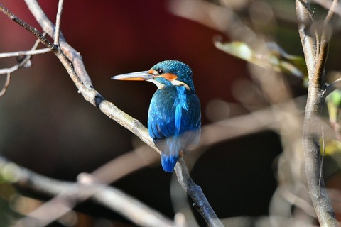 DSC_0271 (3)-01