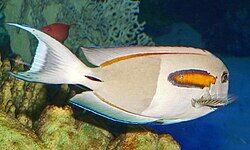 Acanthurus_olivaceus_1
