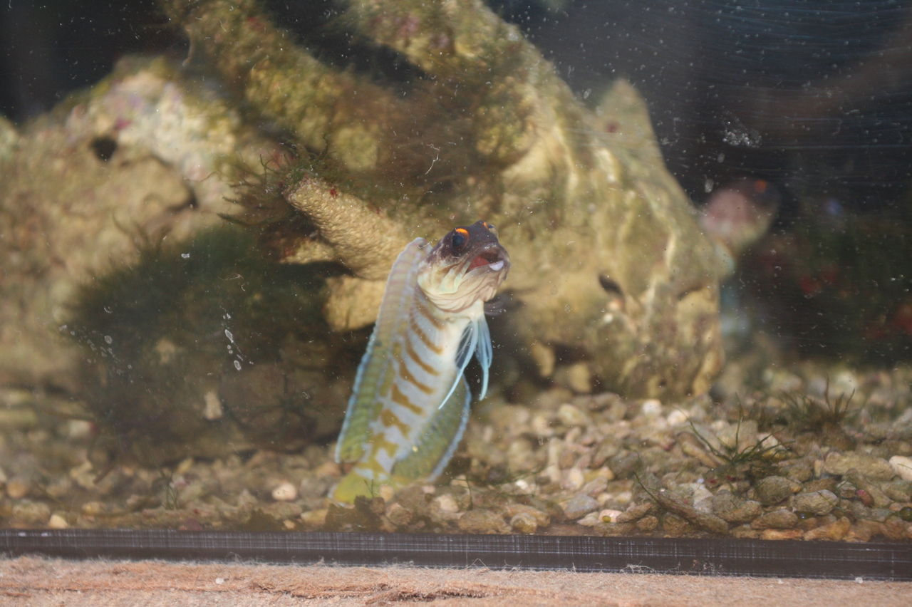 昨夜入荷の色々な魚ちょっとご紹介 くまぱぱのブログ 昨夜入荷の色々な魚ちょっとご紹介 くまぱぱのブログ