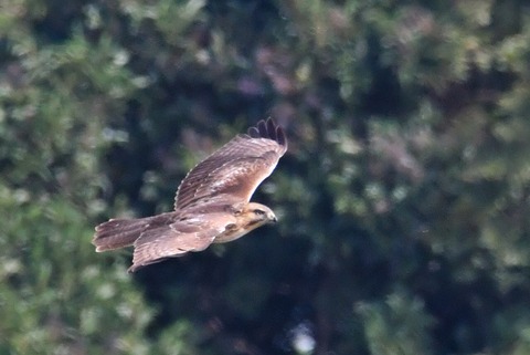 DSC_3241-01