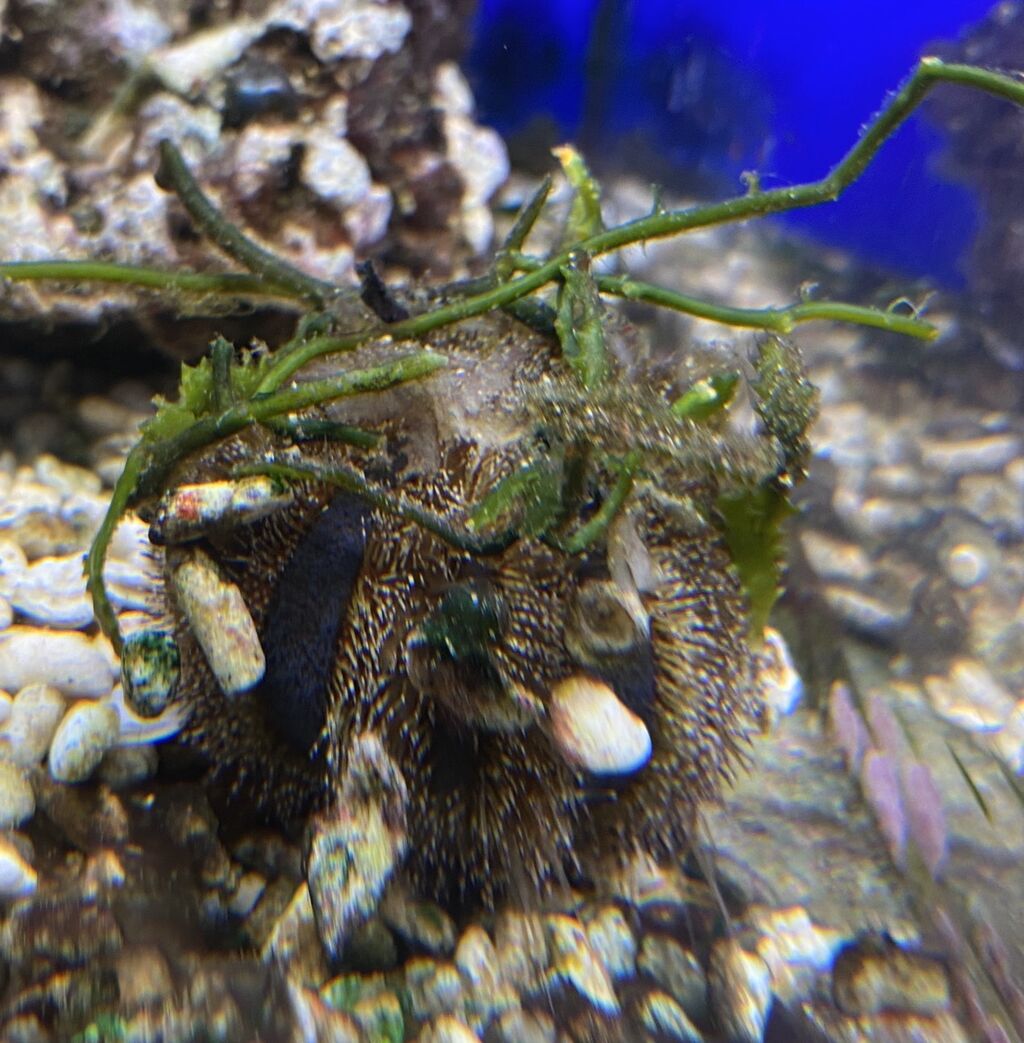 綺麗な食べ跡 コシダカウニの仕事です 無脊椎動物の紹介 海水魚のパイオニア 日海センター 日海フィッシュコム