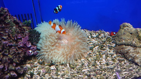 DSC_2366