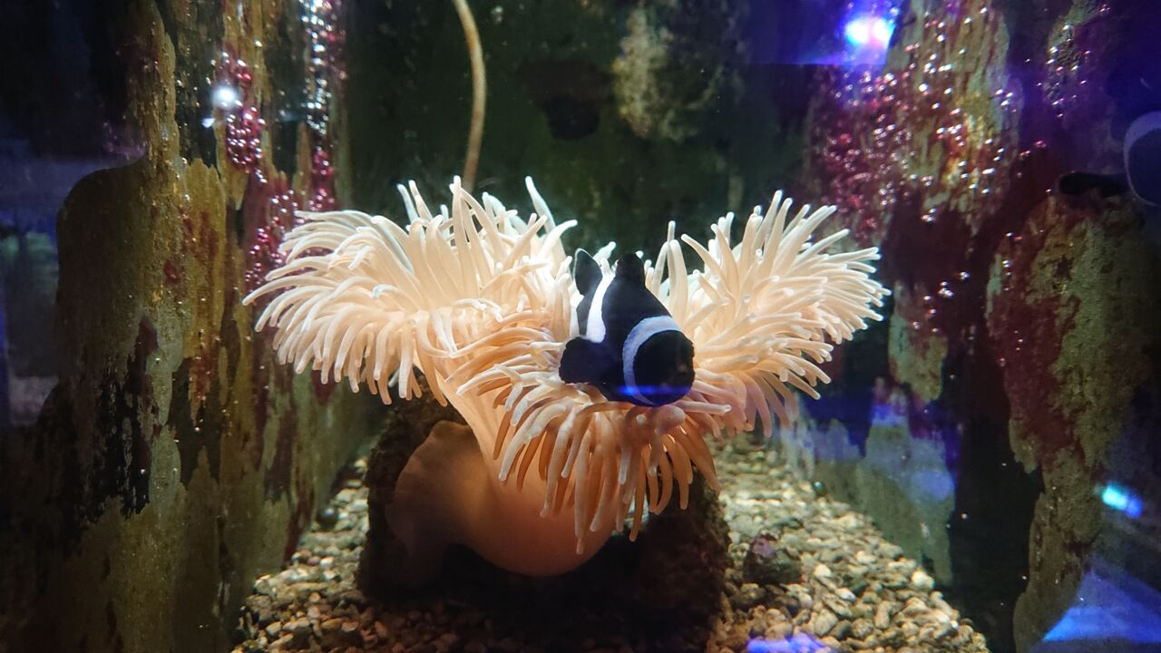 イソギンチャクとクマノミ くまぱぱのブログ